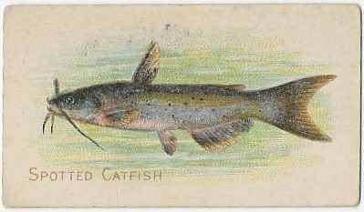 97 Spotted Catfish